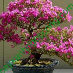 Cây hoa giấy bonsai