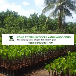 Vườn Ươm Cây Giống tại Đồng Nai