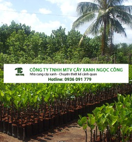 Vườn Ươm Cây Giống tại Đồng Nai